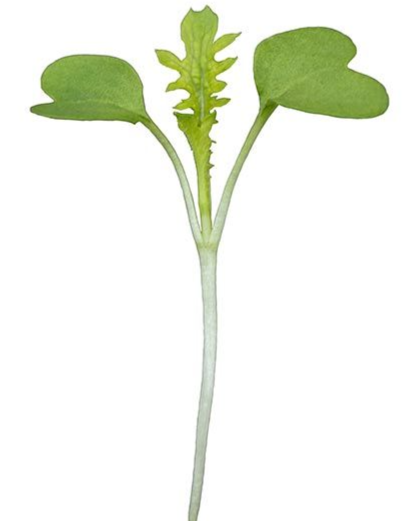 Sunflower Microgreens